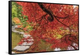 Autumn colors, British Columbia, Canada-Stuart Westmorland-Framed Stretched Canvas