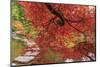 Autumn colors, British Columbia, Canada-Stuart Westmorland-Mounted Photographic Print