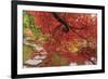 Autumn colors, British Columbia, Canada-Stuart Westmorland-Framed Photographic Print