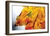 Autumn Colors I-Erin Berzel-Framed Photographic Print