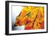 Autumn Colors I-Erin Berzel-Framed Photographic Print