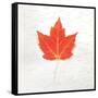 Autumn Colors I-Sue Schlabach-Framed Stretched Canvas