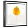 Autumn Colors III-Sue Schlabach-Framed Art Print