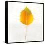 Autumn Colors III-Sue Schlabach-Framed Stretched Canvas