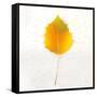 Autumn Colors III-Sue Schlabach-Framed Stretched Canvas