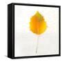 Autumn Colors III-Sue Schlabach-Framed Stretched Canvas