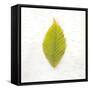 Autumn Colors IV-Sue Schlabach-Framed Stretched Canvas