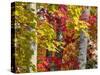Autumn Colors of Maple Leaves.-Julianne Eggers-Stretched Canvas
