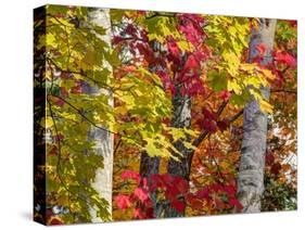 Autumn Colors of Maple Leaves.-Julianne Eggers-Stretched Canvas
