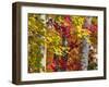 Autumn Colors of Maple Leaves.-Julianne Eggers-Framed Photographic Print