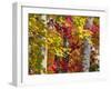 Autumn Colors of Maple Leaves.-Julianne Eggers-Framed Photographic Print