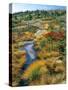Autumn Colors on Cadillac Mountain-Steve Terrill-Stretched Canvas