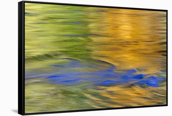 Autumn Colors Reflect in Quinault River,Quinault, Washington, USA-Jaynes Gallery-Framed Stretched Canvas