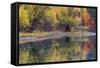 Autumn Colors Reflect into the Whitefish River in Whitefish, Montana, Usa-Chuck Haney-Framed Stretched Canvas