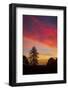 Autumn Colors - Sunset Sky and Tree Over Berkeley-Vincent James-Framed Photographic Print