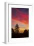 Autumn Colors - Sunset Sky and Tree Over Berkeley-Vincent James-Framed Photographic Print