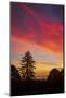 Autumn Colors - Sunset Sky and Tree Over Berkeley-Vincent James-Mounted Photographic Print