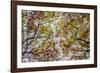 Autumn Colors-SD Smart-Framed Photographic Print