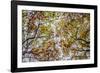 Autumn Colors-SD Smart-Framed Photographic Print