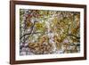 Autumn Colors-SD Smart-Framed Photographic Print