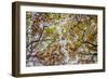 Autumn Colors-SD Smart-Framed Photographic Print