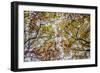 Autumn Colors-SD Smart-Framed Photographic Print