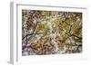 Autumn Colors-SD Smart-Framed Photographic Print