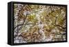 Autumn Colors-SD Smart-Framed Stretched Canvas