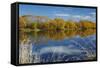 Autumn Colour and Clutha River at Kaitangata, Near Balclutha, New Zealand-David Wall-Framed Stretched Canvas