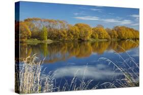 Autumn Colour and Clutha River at Kaitangata, Near Balclutha, New Zealand-David Wall-Stretched Canvas