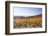 Autumn Colour in the Vineyards of Irancy, Yonne, Burgundy, France, Europe-Julian Elliott-Framed Photographic Print