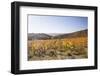 Autumn Colour in the Vineyards of Irancy, Yonne, Burgundy, France, Europe-Julian Elliott-Framed Photographic Print