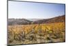 Autumn Colour in the Vineyards of Irancy, Yonne, Burgundy, France, Europe-Julian Elliott-Mounted Photographic Print