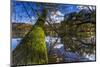 Autumn Colours and Drifting Leaves in the Lake-Falk Hermann-Mounted Photographic Print