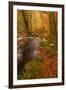 Autumn Colours around the River Teign and Hannicombe Wood Near to Fingle Bridge-Julian Elliott-Framed Photographic Print