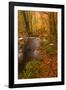 Autumn Colours around the River Teign and Hannicombe Wood Near to Fingle Bridge-Julian Elliott-Framed Photographic Print