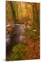 Autumn Colours around the River Teign and Hannicombe Wood Near to Fingle Bridge-Julian Elliott-Mounted Photographic Print