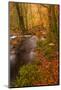 Autumn Colours around the River Teign and Hannicombe Wood Near to Fingle Bridge-Julian Elliott-Mounted Photographic Print