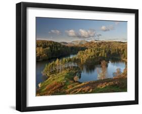 Autumn Colours at Tarn Hows Nearr Hawkshead, Lake District, Cumbria, England-Gavin Hellier-Framed Photographic Print