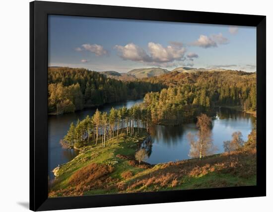 Autumn Colours at Tarn Hows Nearr Hawkshead, Lake District, Cumbria, England-Gavin Hellier-Framed Photographic Print