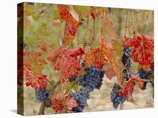 Autumn Colours in a Vineyard, Barbera Grape Variety, Barolo, Serralunga, Piemonte, Italy, Europe-Michael Newton-Stretched Canvas