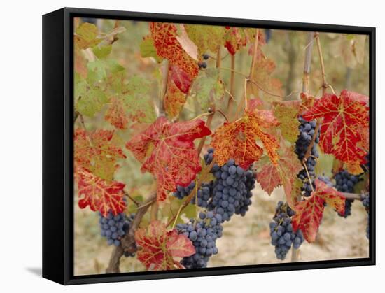 Autumn Colours in a Vineyard, Barbera Grape Variety, Barolo, Serralunga, Piemonte, Italy, Europe-Michael Newton-Framed Stretched Canvas