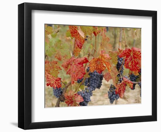 Autumn Colours in a Vineyard, Barbera Grape Variety, Barolo, Serralunga, Piemonte, Italy, Europe-Michael Newton-Framed Photographic Print