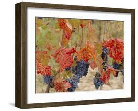 Autumn Colours in a Vineyard, Barbera Grape Variety, Barolo, Serralunga, Piemonte, Italy, Europe-Michael Newton-Framed Photographic Print