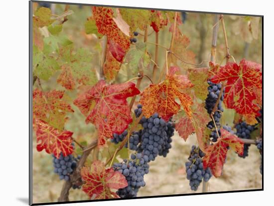 Autumn Colours in a Vineyard, Barbera Grape Variety, Barolo, Serralunga, Piemonte, Italy, Europe-Michael Newton-Mounted Photographic Print