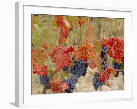 Autumn Colours in a Vineyard, Barbera Grape Variety, Barolo, Serralunga, Piemonte, Italy, Europe-Michael Newton-Framed Photographic Print