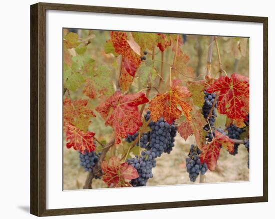 Autumn Colours in a Vineyard, Barbera Grape Variety, Barolo, Serralunga, Piemonte, Italy, Europe-Michael Newton-Framed Photographic Print