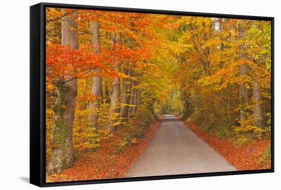 Autumn Colours in Beech Trees on the Road to Turkdean in the Cotwolds, Gloucestershire, England, UK-Julian Elliott-Framed Stretched Canvas