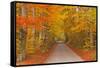 Autumn Colours in Beech Trees on the Road to Turkdean in the Cotwolds, Gloucestershire, England, UK-Julian Elliott-Framed Stretched Canvas