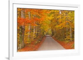 Autumn Colours in Beech Trees on the Road to Turkdean in the Cotwolds, Gloucestershire, England, UK-Julian Elliott-Framed Photographic Print